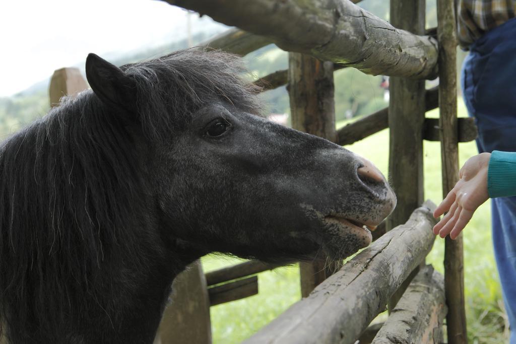 Farm stay Allesbauer - Familie Preis *